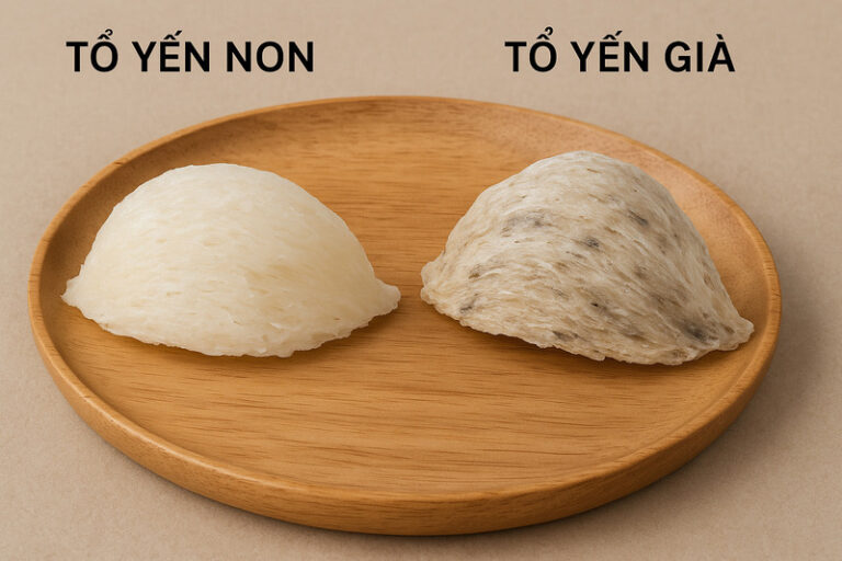tổ yến non và tổ yến già
