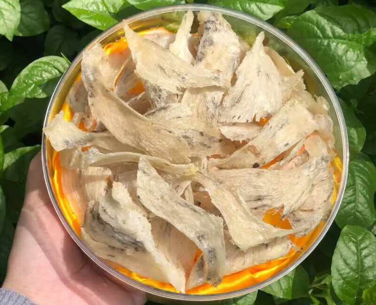 chân yến là gì