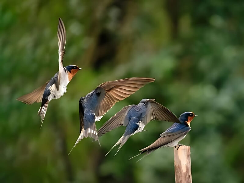 Đặc điểm hình dáng chim én