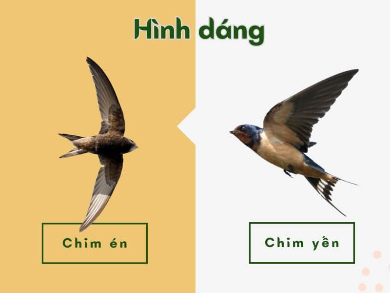 Hình dáng của chim én và chim yến