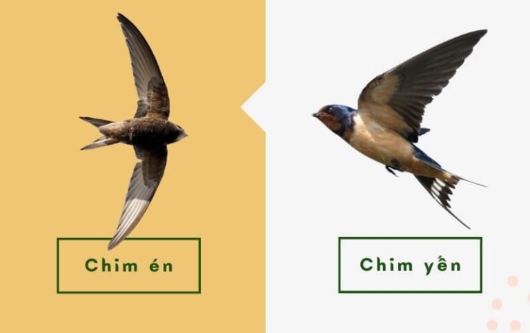 chim én và chim yến