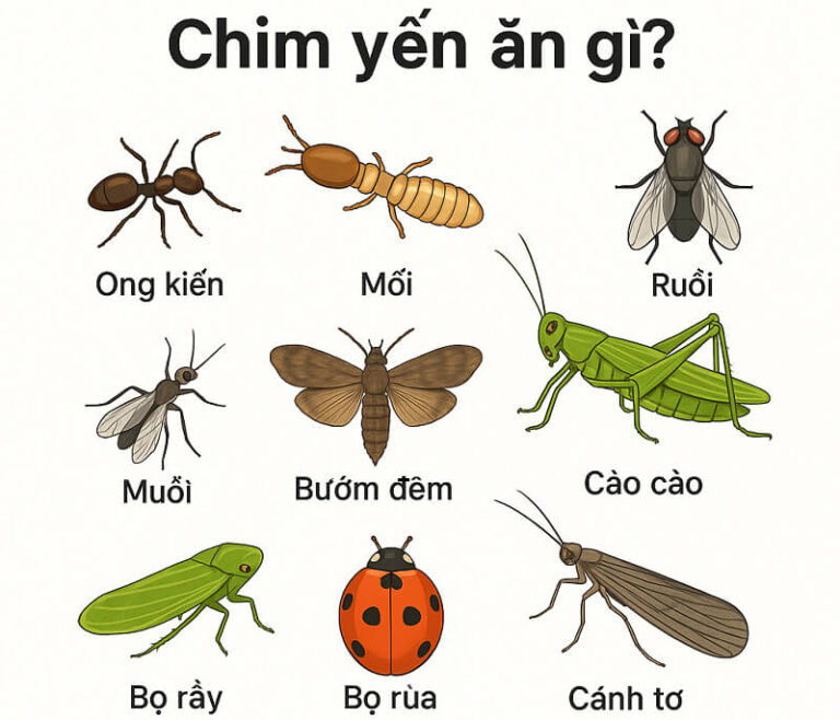 chim yến ăn gì