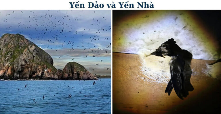 chim yến đảo và yến nhà