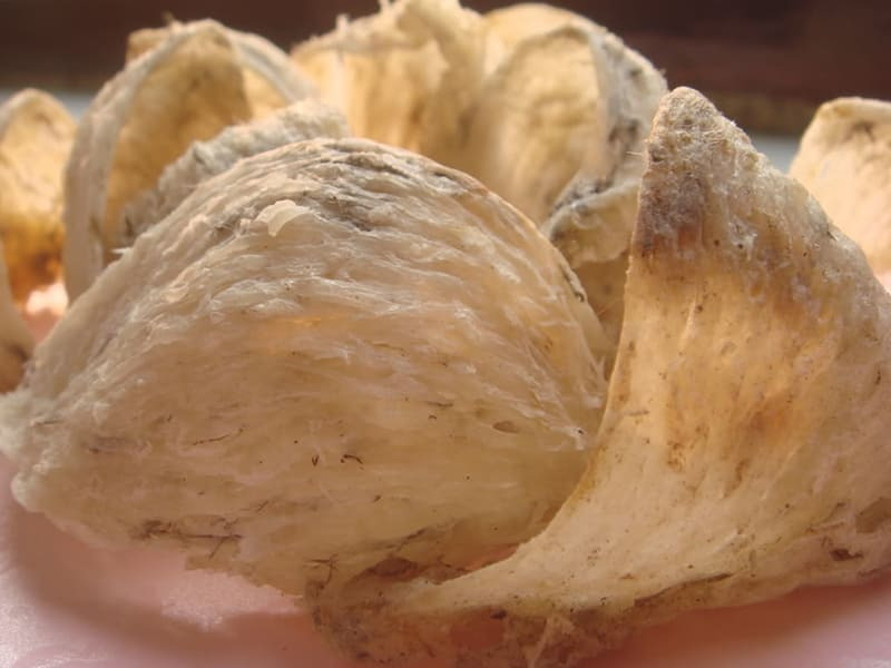 tổ yến đảo