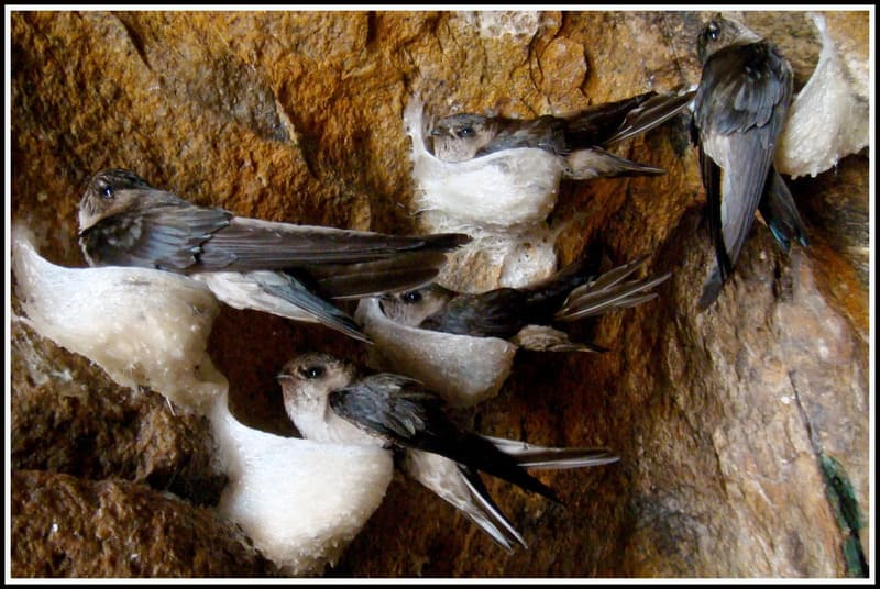tổ yến sào là gì