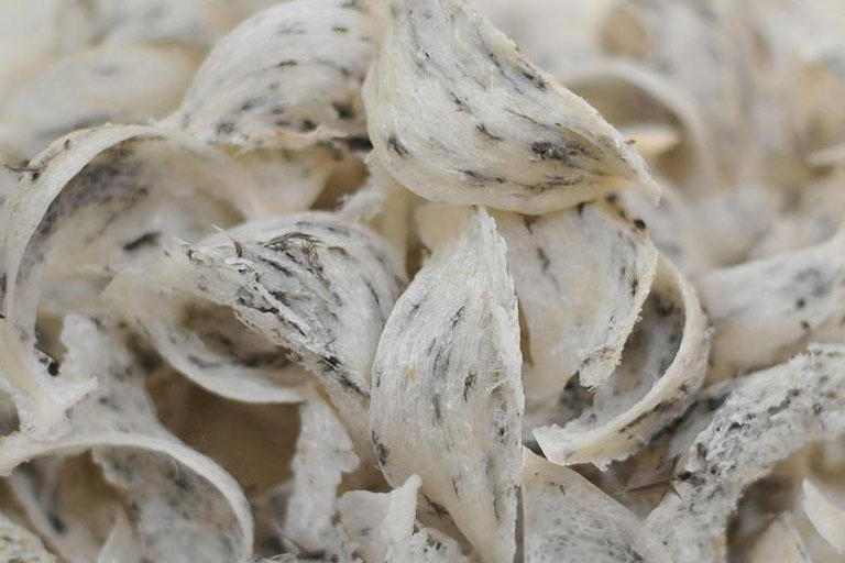 tổ yến sào là gì