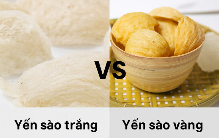 tổ yến trắng và tổ yến vàng