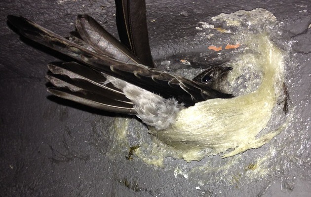 hình ảnh chim yến đang đậu trên tổ yến