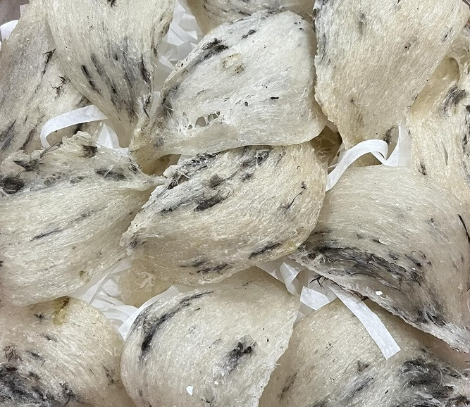 to-yen-tho-con-long tổ yến thô nguyên tổ còn lông