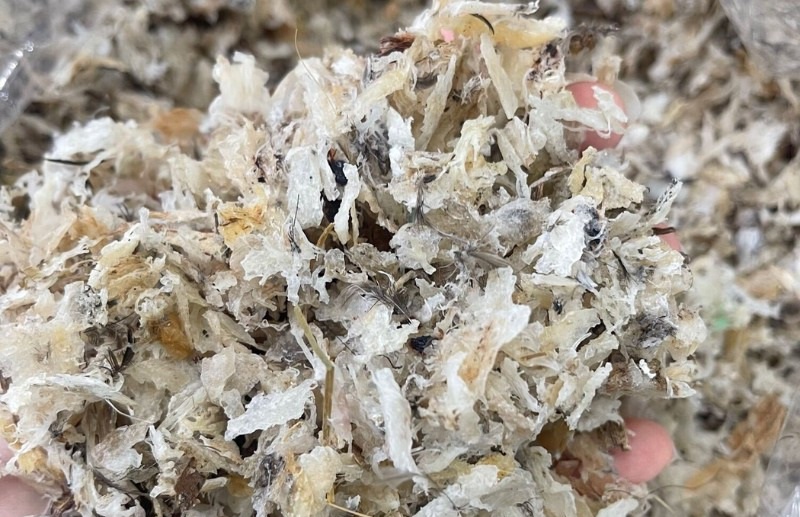 tổ yến vụn