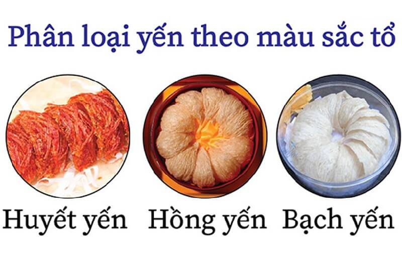 Phân loại tổ yến theo màu sắc: huyết yến đỏ, hồng yến cam, bạch yến trắng, mỗi loại có đặc điểm riêng.